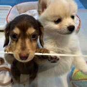 ヒメ日記 2025/06/23 19:01 投稿 こはく　ゴールド+3 CLUB虎の穴 福岡店