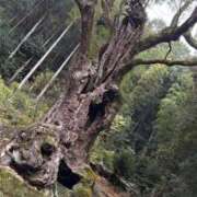 こはく　ゴールド+3 🧌🪵 CLUB虎の穴 福岡店