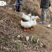 ヒメ日記 2025/03/22 22:45 投稿 いろは 横浜おかあさん