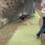 ヒメ日記 2025/03/26 21:25 投稿 いろは 横浜おかあさん