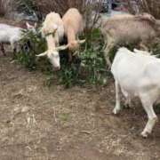 ヒメ日記 2025/04/09 22:33 投稿 いろは 横浜おかあさん