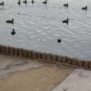 ヒメ日記 2025/04/29 21:35 投稿 いろは 横浜おかあさん