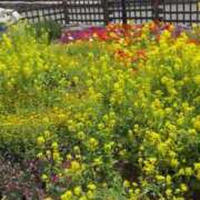 ヒメ日記 2025/04/30 09:35 投稿 いろは 横浜おかあさん