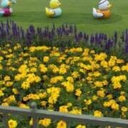 ヒメ日記 2025/06/11 09:12 投稿 いろは 横浜おかあさん