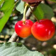 ヒメ日記 2025/07/10 22:13 投稿 いろは 横浜おかあさん