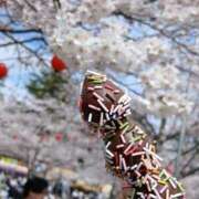 ヒメ日記 2026/04/05 15:03 投稿 りぜ 秋葉原コスプレ学園in仙台