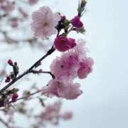 ヒメ日記 2026/04/05 18:12 投稿 しの G-STAGE