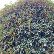 ヒメ日記 2025/10/20 14:19 投稿 おうか 福島♂風俗の神様 郡山店