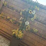 ヒメ日記 2025/07/24 21:19 投稿 さきな【経験極浅の爆H乳】 セクシャル