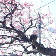 ヒメ日記 2025/03/02 07:30 投稿 立花 あゆ 横浜メロディー