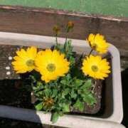 ヒメ日記 2025/02/04 06:18 投稿 ねね マリン千葉店