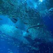 ヒメ日記 2025/02/05 22:22 投稿 ねね マリン千葉店