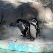 ヒメ日記 2025/05/30 10:42 投稿 ねね マリン千葉店