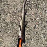 ヒメ日記 2025/11/15 12:57 投稿 ねね マリン千葉店