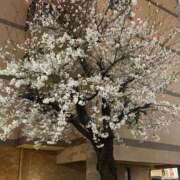 ヒメ日記 2025/04/10 00:48 投稿 りりは 熟女家 堺東店