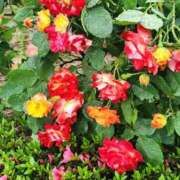 ヒメ日記 2025/01/01 07:52 投稿 戸川千春 五十路マダム 岐阜店