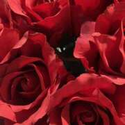 ヒメ日記 2026/01/23 12:54 投稿 みさ 熟女の風俗最終章 本厚木店