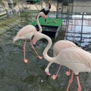 ヒメ日記 2026/02/24 10:41 投稿 みさ 熟女の風俗最終章 本厚木店