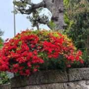 ヒメ日記 2025/05/12 14:49 投稿 みえ 横浜シンデレラ（シンデレラグループ）