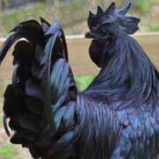 ヒメ日記 2025/08/06 10:58 投稿 晃実(てるみ) PLUS十三店