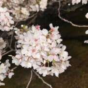 ヒメ日記 2025/04/08 19:20 投稿 ひかる スピードエコ天王寺店