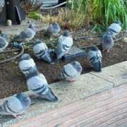 ヒメ日記 2026/02/10 17:09 投稿 KANAMI『カナミ』 GG