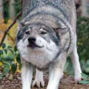 ヒメ日記 2025/12/27 22:04 投稿 星羅(せいら) エクレア神田-ECLAIR-天然貴姉乳舐手淫