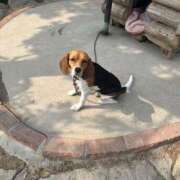 まりん☆圧倒的な天然美女!! 繋がれた犬🐶 ジャックと豆の木