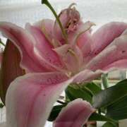 ヒメ日記 2025/10/14 16:15 投稿 ようか 大塚 虹いろ回春