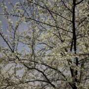 ヒメ日記 2025/04/02 19:46 投稿 三沢 静香 ～逢～tokyo