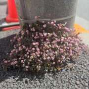 ヒメ日記 2025/04/09 11:06 投稿 三沢 静香 ～逢～tokyo