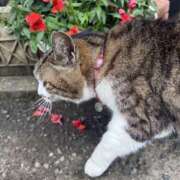 ヒメ日記 2025/07/09 10:18 投稿 青島 モアグループ所沢人妻城