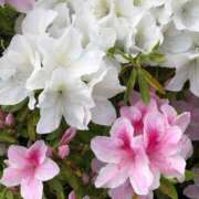 ヒメ日記 2025/05/03 13:49 投稿 宮野しほ 華女 第二章