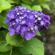 ヒメ日記 2025/06/16 16:13 投稿 宮野しほ 華女 第二章