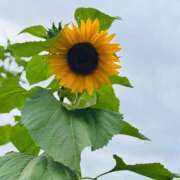 ヒメ日記 2025/06/18 04:55 投稿 宮野しほ 華女 第二章