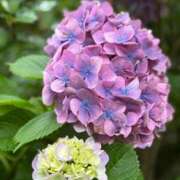 ヒメ日記 2025/06/26 11:21 投稿 宮野しほ 華女 第二章