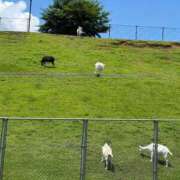 ヒメ日記 2025/06/28 09:41 投稿 宮野しほ 華女 第二章