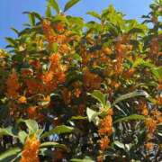 ヒメ日記 2025/11/07 18:17 投稿 宮野しほ 華女 第二章