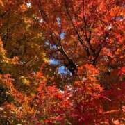 ヒメ日記 2025/12/11 12:40 投稿 宮野しほ 華女 第二章