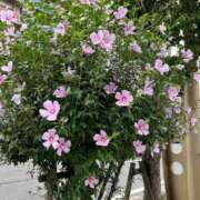 ヒメ日記 2025/03/07 18:14 投稿 きりん 熟女の風俗最終章 仙台店