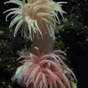 きりん 明日から 熟女の風俗最終章 仙台店