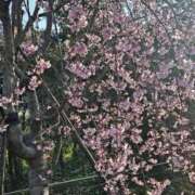 ヒメ日記 2026/03/25 10:36 投稿 はづき パンスト熟女はいやらしい