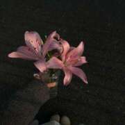 ヒメ日記 2025/07/25 15:25 投稿 北川あいる 全裸の極みorドッキング痴漢電車