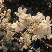 ヒメ日記 2025/04/10 09:52 投稿 瑠川りおん Finemotion