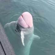 ヒメ日記 2025/09/18 22:41 投稿 ここね 熟女家 豊中蛍池店