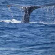 ヒメ日記 2026/02/26 20:16 投稿 ここね 熟女家 豊中蛍池店