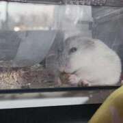 ヒメ日記 2025/12/22 21:36 投稿 飴村めろ ニューハーフヘルスLIBE大阪梅田店