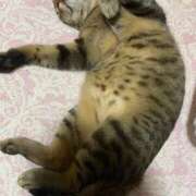 ヒメ日記 2025/05/13 20:02 投稿 かなめ☆期間限定 新潟長岡ちゃんこ