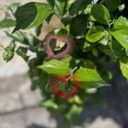 ヒメ日記 2025/05/16 15:54 投稿 麻美/あさみ 五反田アネージュ（ユメオト）