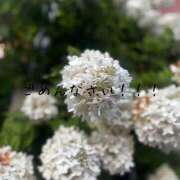 ヒメ日記 2025/09/12 20:59 投稿 麻美/あさみ 五反田アネージュ（ユメオト）